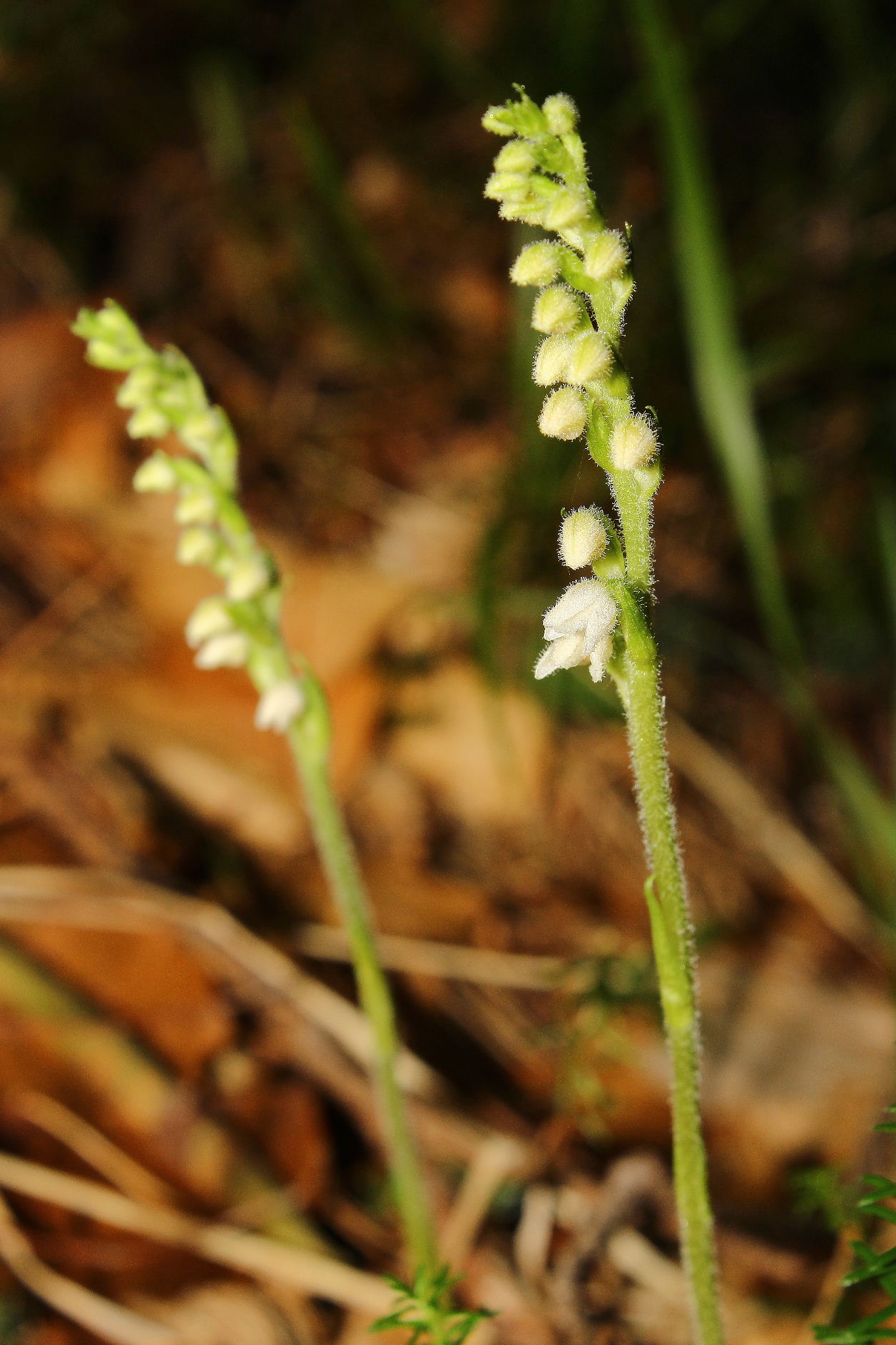 Goodyera repens